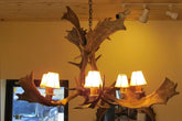 Antler Chandelier - 6 Light Fallow Hanging